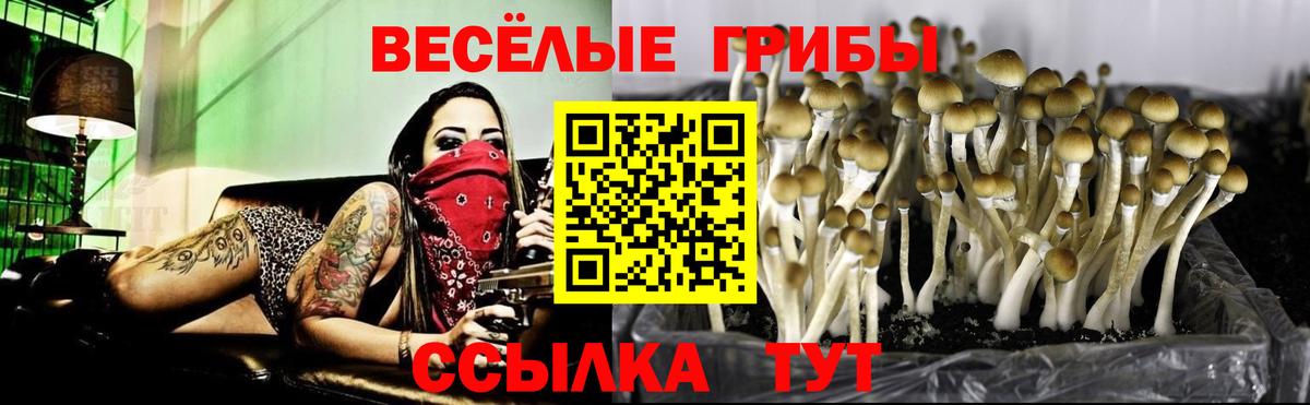 Псилоцибиновые грибы Psilocybine cubensis  наркошоп  Вход с VPN  Мичуринск  Галлюциногенные грибы Magic Shrooms 